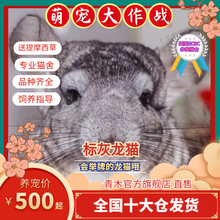 金粉龙猫价格报价行情 京东