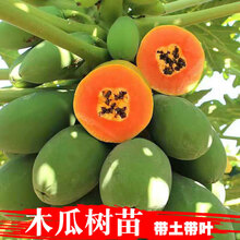 盆栽瓜果价格图片精选 京东