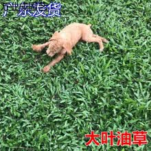 地毯草种子价格报价行情 京东