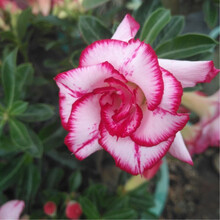 玫瑰花花苗价格报价行情 京东