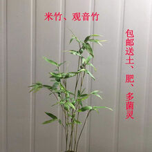观音竹植物盆景价格报价行情 京东 观音竹植物盆景价格报价行情 京东