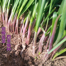 家庭菜园种子图片 京东