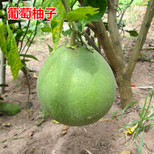 红心柚种植价格报价行情 京东