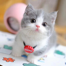 蓝白英短价格报价行情 京东