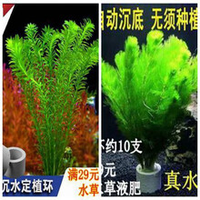 固定水草新款 固定水草21年新款 京东