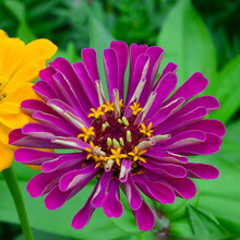 白日草种子新款 白日草种子21年新款 京东