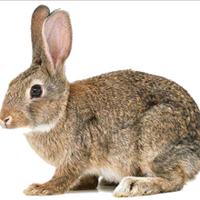 小灰兔品牌及商品 京东