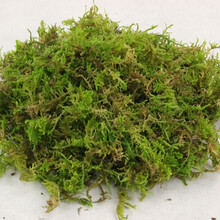 苔藓植物种植价格报价行情 京东 苔藓植物种植价格报价行情 京东