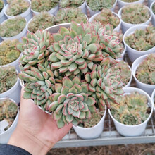 女雏多肉价格报价行情 京东