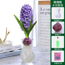 水仙紫色价格报价行情 京东 水仙紫色价格报价行情 京东