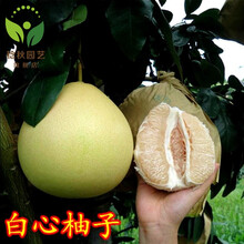 红心柚种植价格报价行情 京东