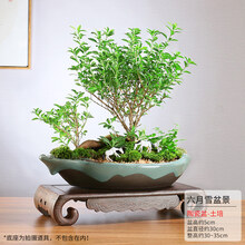盆景之美品牌及商品 京东