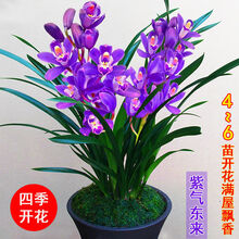 植物紫气东来价格报价行情 京东