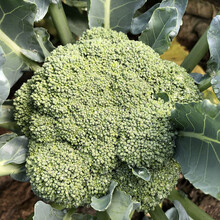 花椰菜西兰花新款 花椰菜西兰花21年新款 京东