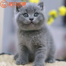 蓝白英短价格报价行情 京东