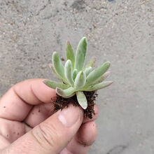 多肉植物苗价格报价行情 京东