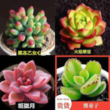 多肉植物熊童子价格报价行情 京东 多肉植物熊童子价格报价行情 京东