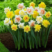 水仙品种型号规格 京东