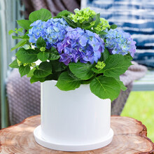 绣球花盆栽新款 绣球花盆栽21年新款 京东