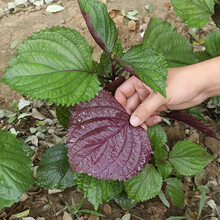 麻椒种子新款 麻椒种子21年新款 京东