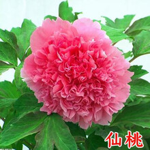 盆栽植物苗新款 盆栽植物苗21年新款 京东