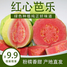 芭乐番石榴新款 芭乐番石榴21年新款 京东 芭乐番石榴新款 芭乐番石榴21年新款 京东