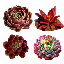 棕玫瑰多肉品牌及商品 京东 棕玫瑰多肉品牌及商品 京东