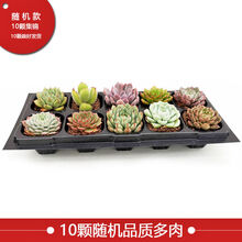 购买多肉植物价格报价行情 京东