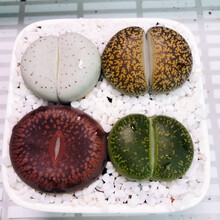 多肉植物石头花价格报价行情 京东 多肉植物石头花价格报价行情 京东