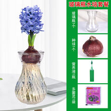 玻璃瓶种植物新款 玻璃瓶种植物21年新款 京东