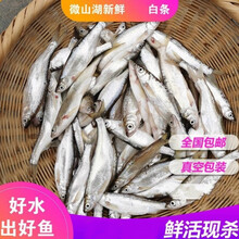 柳叶鱼 Shishamo 京东