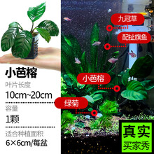 水族箱真水草品牌及商品 京东