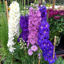 大飞燕草价格报价行情 京东