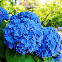 植物绣球花价格报价行情 京东