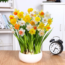 水仙花球根价格报价行情 京东