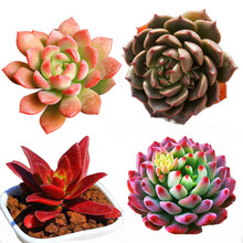 奥利维亚多肉价格报价行情 京东 奥利维亚多肉价格报价行情 京东