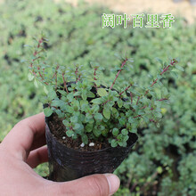 小叶香草新款 小叶香草21年新款 京东