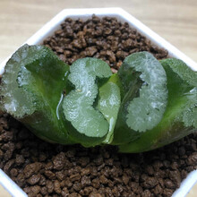 大型多肉植物图片 京东