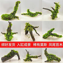 大凤尾苔价格报价行情 京东