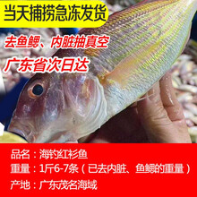 红衫鱼价格报价行情 京东 红衫鱼价格报价行情 京东