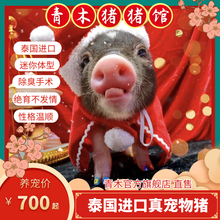宠物猪小香猪 京东