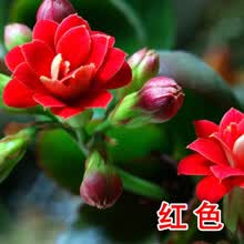 风铃花盆栽型号规格 京东