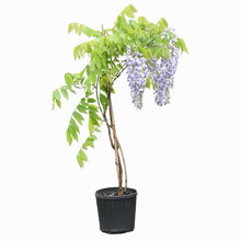 紫藤树苗价格报价行情 京东