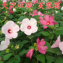 大花秋葵种子新款 大花秋葵种子21年新款 京东