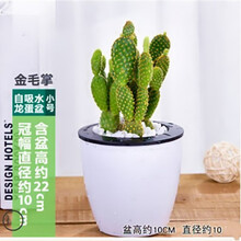 仙人掌花盆价格报价行情 京东