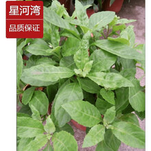 植物仙草价格报价行情 京东