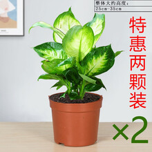 盆栽植物万年青新款 盆栽植物万年青21年新款 京东
