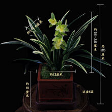 盆栽植物苗新款 盆栽植物苗21年新款 京东
