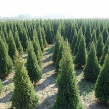 河南蜀桧价格报价行情- 京东