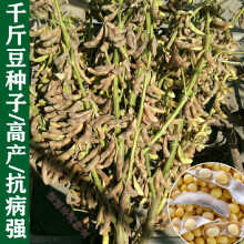 果花果花黄豆种子价格报价行情 京东